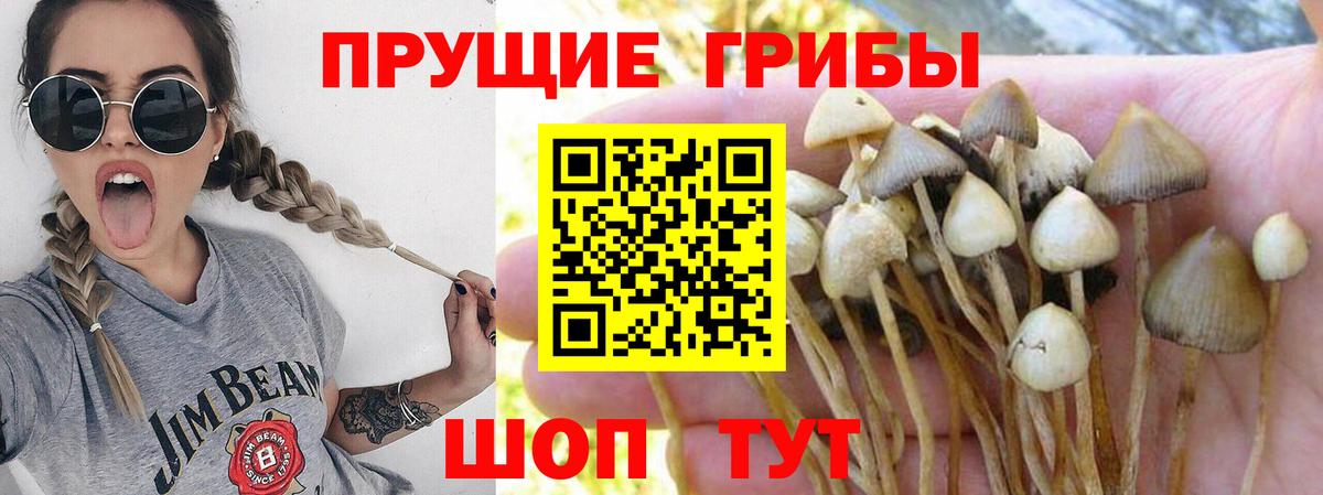 Галлюциногенные грибы Psilocybine cubensis  Галлюциногенные грибы ЛСД  Верхняя Пышма  Вход с VPN 